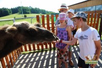 /album/fotogalerie-farma-park-sobehrdy/farmapark-sobehrdy7-jpg/